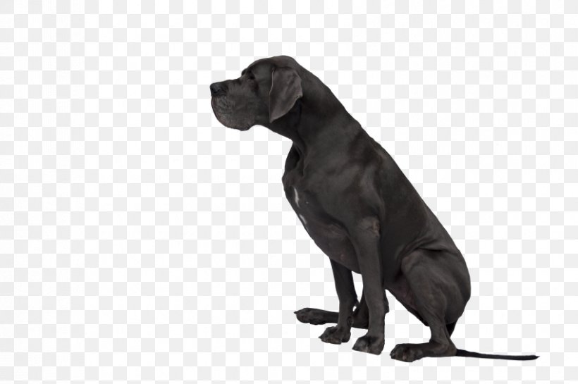Great Dane Labrador Retriever Cane Corso Dog Breed Puppy, PNG, 850x565px, Great Dane, Animal, Black, Breed, Cane Corso Download Free