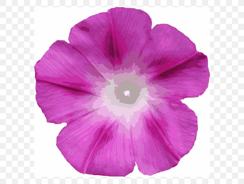 Morning Glory Clip Art, PNG, 800x618px, Morning Glory, Annual Plant, Blog, Drawing, Flower Download Free