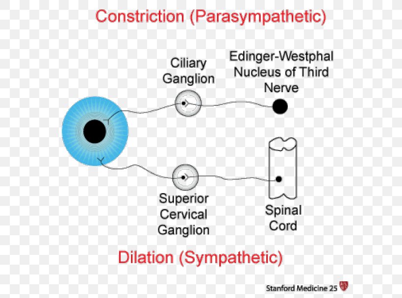 Pupillary Response Miosis Parasympathetic Nervous System Pupillary Reflex, PNG, 620x608px, Pupillary Response, Area, Autonomic Nervous System, Communication, Cranial Nerves Download Free