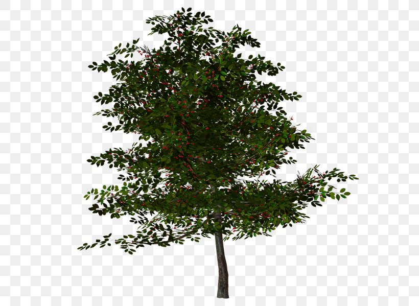 Tree Oak Clip Art, PNG, 600x599px, 3d Computer Graphics, Tree, Branch, Evergreen, Oak Download Free
