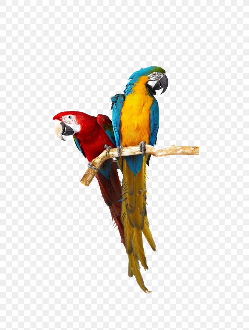 Birdcage Cockatoo Budgerigar Companion Parrot, PNG, 960x1272px, Bird, Aviary, Beak, Bird Feeder, Bird Nest Download Free