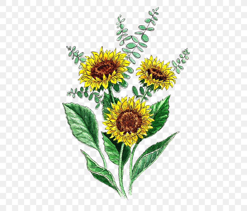 Common Sunflower Sunflower Seed Daisy Family Cut Flowers, PNG, 560x700px, Common Sunflower, Annual Plant, Com, Cut Flowers, Daisy Family Download Free