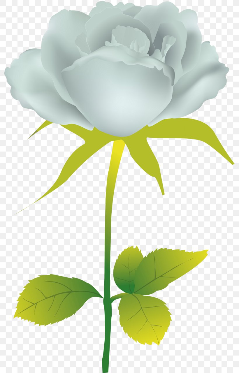 Garden Roses Flower Clip Art, PNG, 791x1280px, Garden Roses, Cabbage Rose, Cut Flowers, Flora, Floral Design Download Free