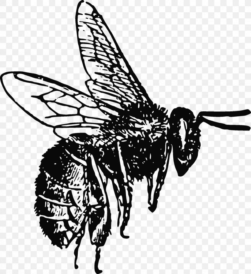 Honey Bee Lip Balm Bee Pollen, PNG, 1236x1350px, Honey Bee, Arthropod, Artwork, Bee, Bee Pollen Download Free