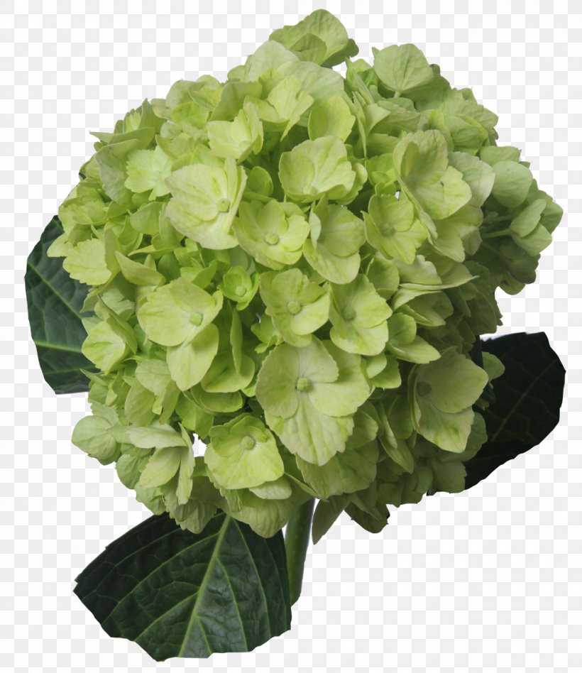 Hydrangea Cut Flowers Green Lemon, PNG, 1000x1157px, Hydrangea, Annual Plant, Blue, Color, Cornales Download Free