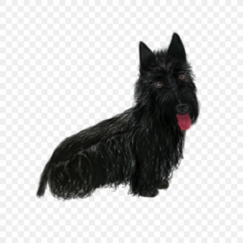 Scottish Terrier Cairn Terrier Affenpinscher Boston Terrier Dog Breed, PNG, 1600x1600px, Scottish Terrier, Affenpinscher, Black, Boston Terrier, Breed Download Free