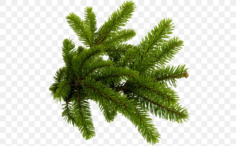 Spruce New Year Tree Conifers Clip Art, PNG, 500x506px, Spruce, Biome, Branch, Conifer, Conifers Download Free