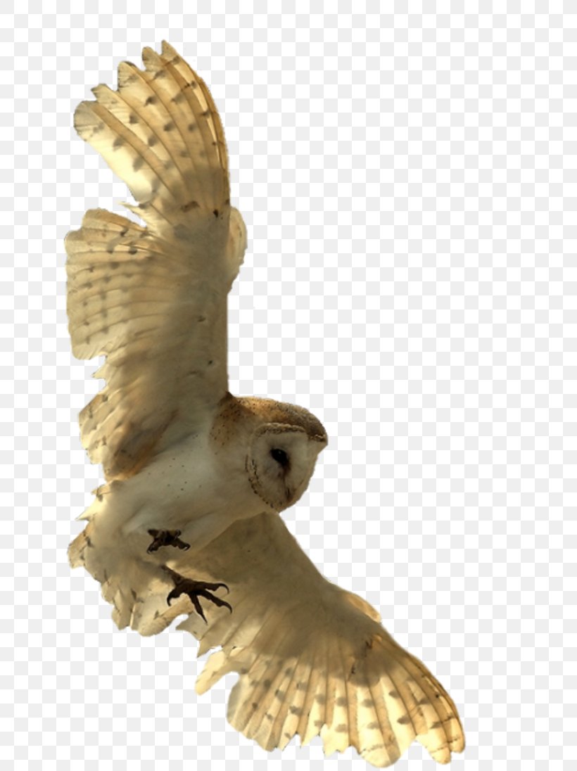 The Eagle Owl Bird Little Owl Clip Art, PNG, 800x1096px, Owl, Barn Owl, Beak, Bird, Bird Of Prey Download Free