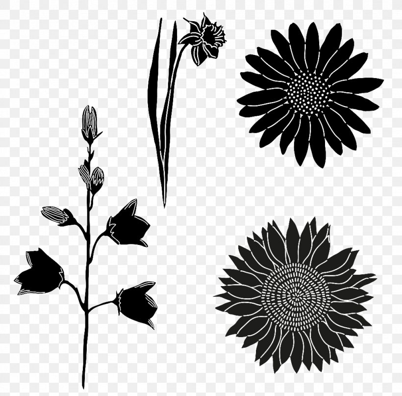 Vector Graphics Stock Illustration Image Royalty-free, PNG, 1024x1009px, Royaltyfree, Blackandwhite, Botany, Camomile, Chrysanths Download Free