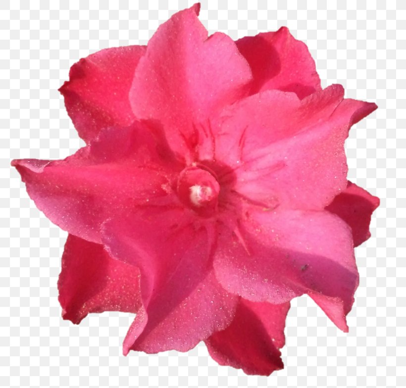 Azalea Rose Family Cut Flowers Petal, PNG, 800x784px, Azalea, Cut Flowers, Family, Flower, Flowering Plant Download Free