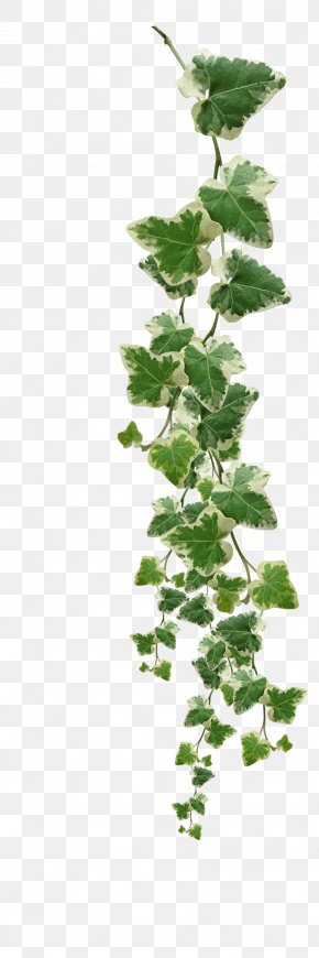 Common Ivy Vine Clip Art, PNG, 771x929px, Common Ivy, Branch, Herb, Ivy ...