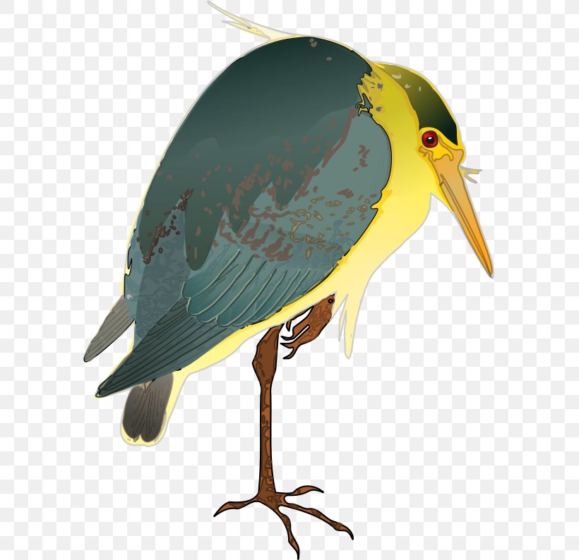 Green Heron Bird Crane Night Heron, PNG, 583x794px, Heron, Beak, Bird, Blackcrowned Night Heron, Crane Download Free
