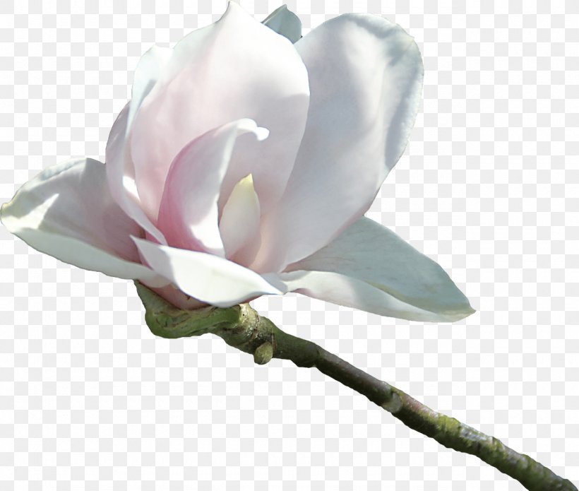 Magnolia Flower Tree, PNG, 1280x1085px, Magnolia, Blossom, Bombax Ceiba, Branch, Bud Download Free