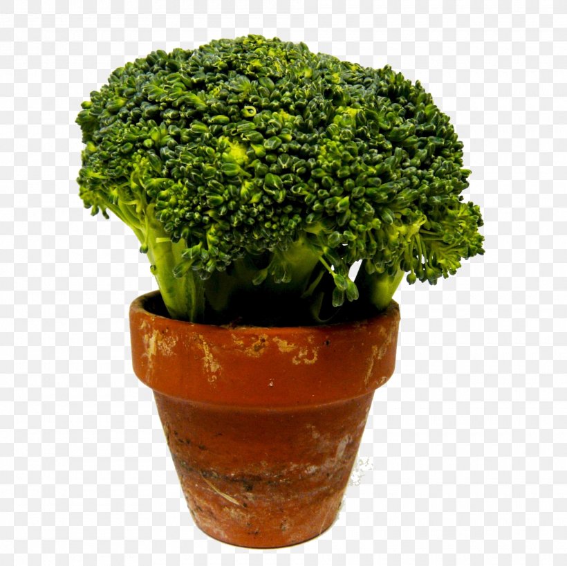 Broccoli Leaf Vegetable Microgreen Food, PNG, 1920x1916px, Broccoli, Cauliflower, Chinese Broccoli, Flowerpot, Food Download Free