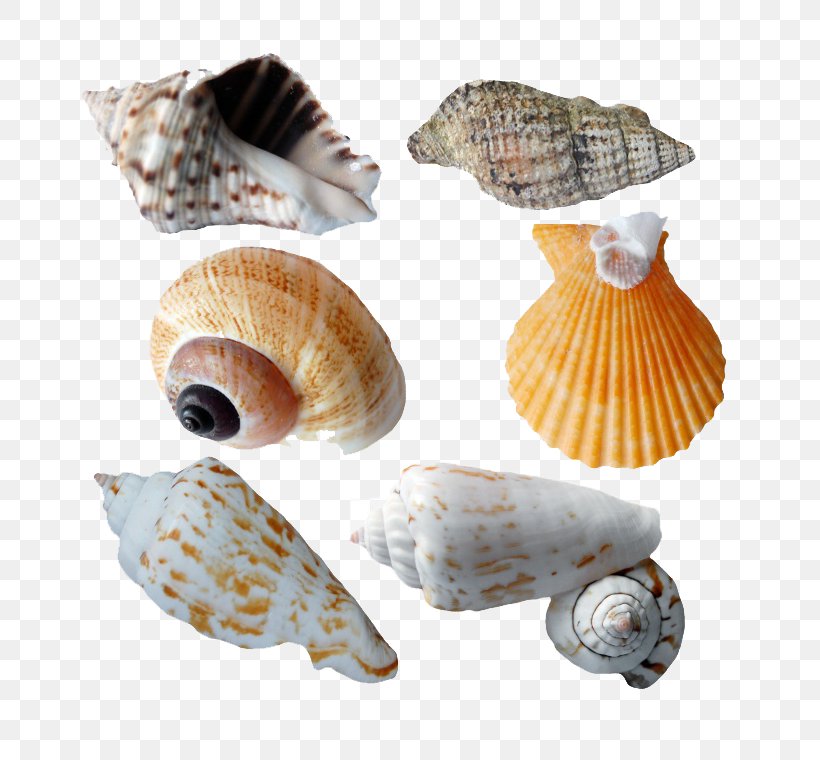 Cockle Seashell Molluscs Clip Art, PNG, 760x760px, Cockle, Clam, Clams Oysters Mussels And Scallops, Conch, Conchology Download Free
