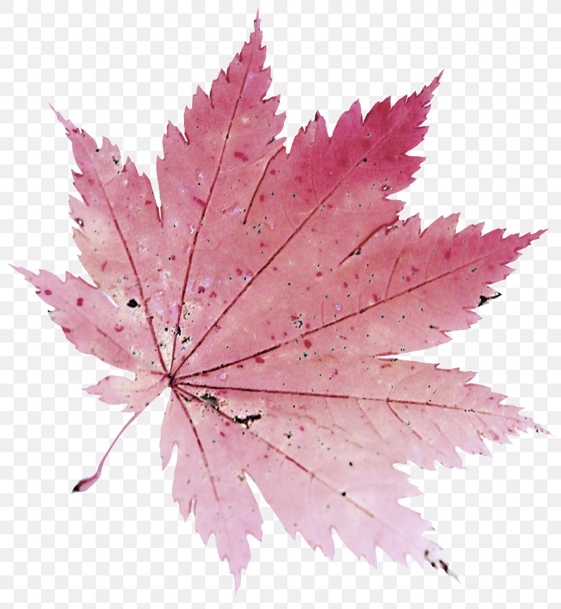 Maple Leaf, PNG, 804x889px, Leaf, Black Maple, Flower, Flowering Plant, Maple Leaf Download Free