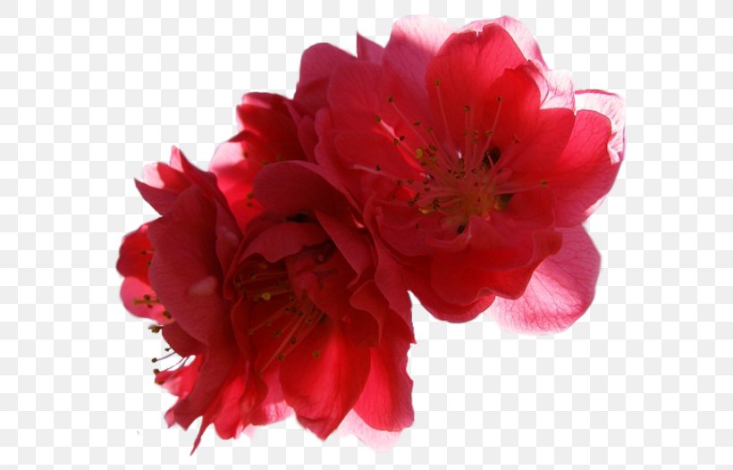 Peony Cut Flowers IPhone XR Azalea, PNG, 600x526px, Peony, Annual Plant, Artificial Flower, Azalea, Chinese Peony Download Free