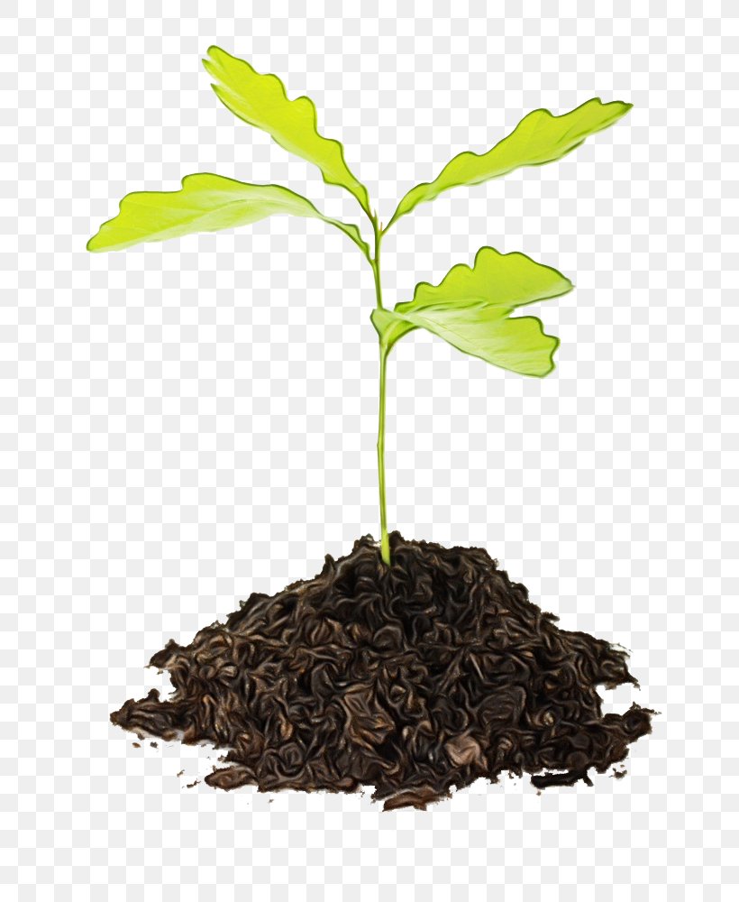 Seedling Sprouting Tree Planting Stock Photography, PNG, 703x1000px, Seedling, Acorn, English Oak, Flower, Germination Download Free