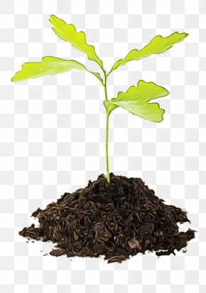 Seedling Sprouting Tree Planting Stock Photography PNG