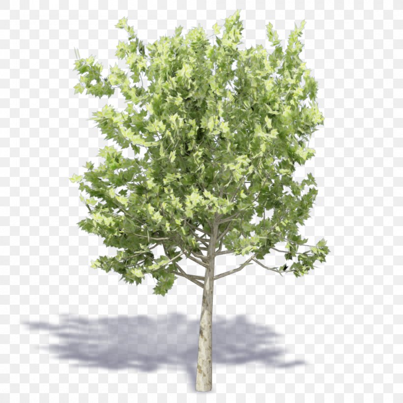 Twig Shrub Plane Trees Plane Tree Family, PNG, 1000x1000px, Twig, Branch, Plane Tree Family, Plane Trees, Plant Download Free