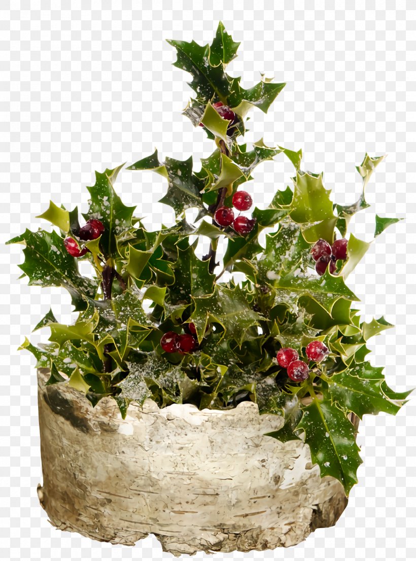 Christmas Holly Ilex Holly, PNG, 1300x1754px, Christmas Holly, Anthurium, Christmas, Floral Design, Floristry Download Free
