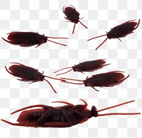 Fool 's Day Mischievous Cockroach Toy - Cockroach April Fools Day Hoax Toy PNG
