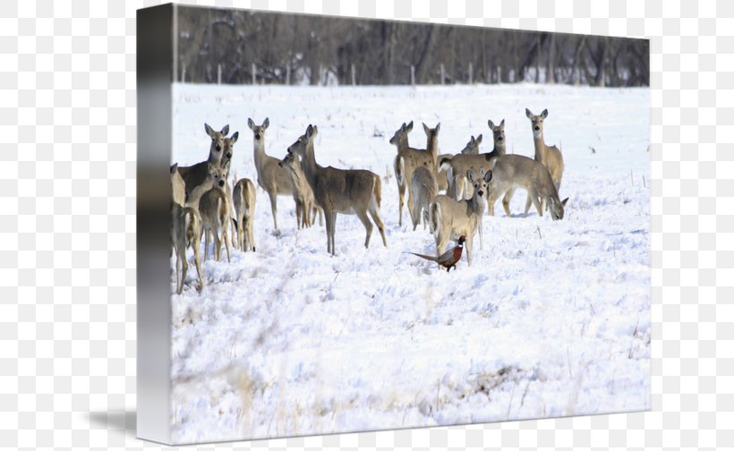Reindeer White-tailed Deer Winter Herd, PNG, 650x504px, Reindeer, Deer, Fauna, Herd, Mammal Download Free