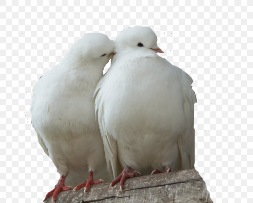 Columbidae Domestic Pigeon Bird Doves As Symbols Fancy Pigeon, PNG, 1280x1024px, Columbidae, Beak, Bird, Breed, Colombe Download Free