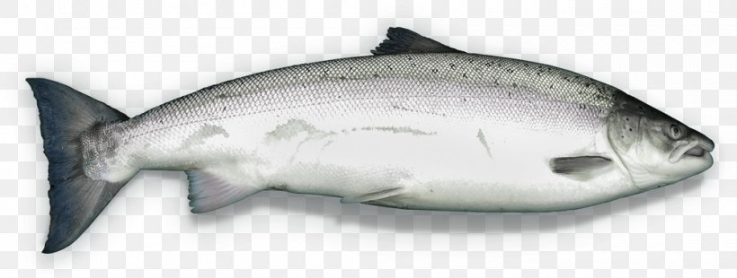 Fish Cartoon, PNG, 1000x379px, Salmon, Atlantic Salmon, Bonyfish, Chinook Salmon, Fish Download Free