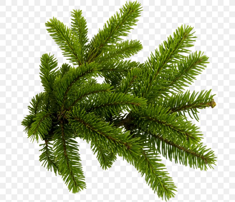 Spruce Conifers Pine Clip Art, PNG, 700x707px, Spruce, Biome, Branch, Conifer, Conifers Download Free