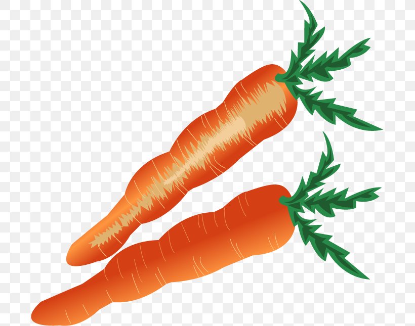 Baby Carrot Vegetable, PNG, 697x645px, Carrot, Baby Carrot, Cartoon, Daucus Carota, Drawing Download Free