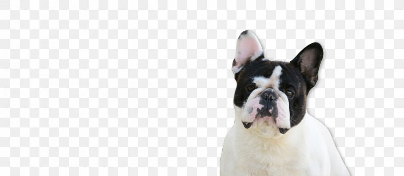 Boston Terrier French Bulldog Dog Breed Cat, PNG, 1240x544px, Boston Terrier, Animal, Breed, Bulldog, Carnivoran Download Free