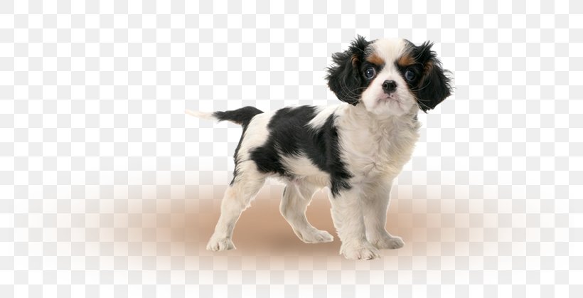 Cavalier King Charles Spaniel Drentse Patrijshond Dog Breed Puppy, PNG, 796x419px, King Charles Spaniel, Breed, Breeder, Canidae, Carnivore Download Free