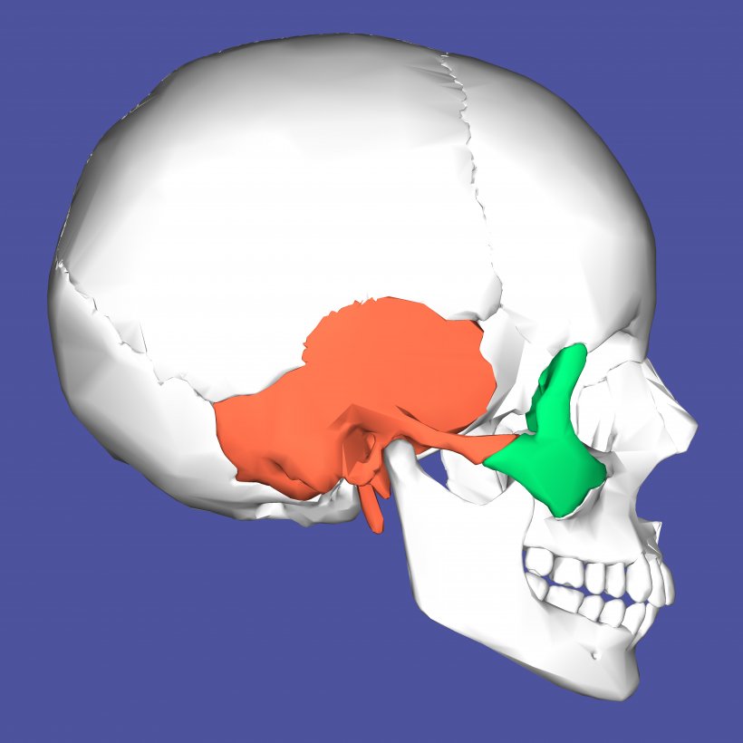 Medial Pterygoid Muscle Lateral Pterygoid Muscle Pterygoid Processes Of The Sphenoid Anatomy Sphenoid Bone, PNG, 4500x4500px, Medial Pterygoid Muscle, Anatomy, Bone, Foramen Magnum, Hand Download Free