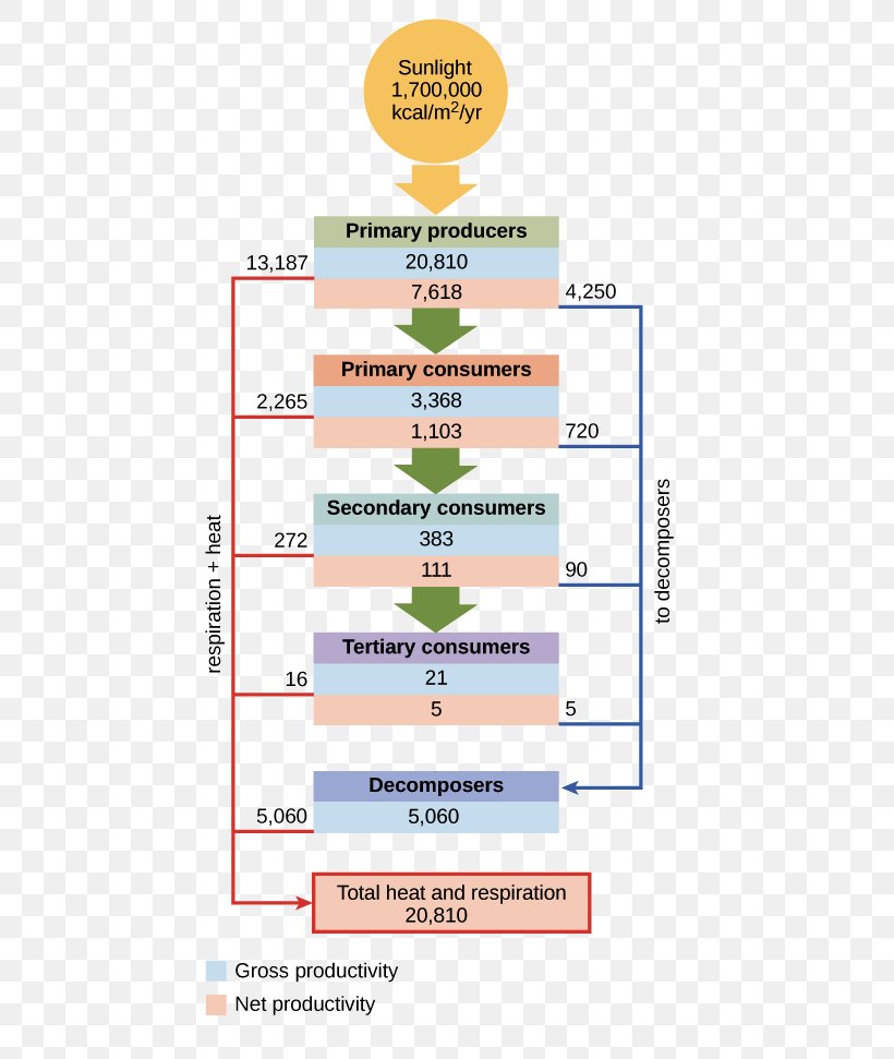 Primary Producers Energy Flow Trophic Level Consumer, PNG, 479x971px, Primary Producers, Area, Carbon Cycle, Chart, Chemical Energy Download Free