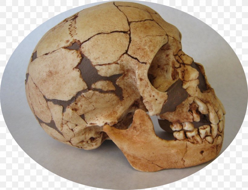 Skull, PNG, 2377x1823px, Skull, Bone, Jaw Download Free