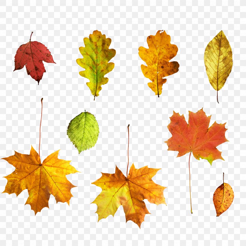 Autumn Deciduous Leaf, PNG, 2000x2000px, Autumn, Autumn Leaf Color, Deciduous, Google Images, Leaf Download Free