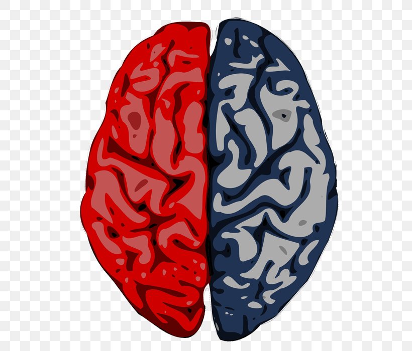 Brain Cerebrum Cerebral Cortex Cerebral Hemisphere Science, PNG, 600x700px, Watercolor, Cartoon, Flower, Frame, Heart Download Free