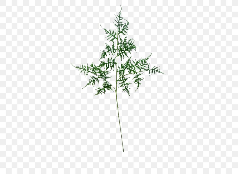 Fern Leaf Shrub Plant Stem Twig, PNG, 800x600px, Fern, Artificial Flower, Branch, Cycad, Flower Bouquet Download Free