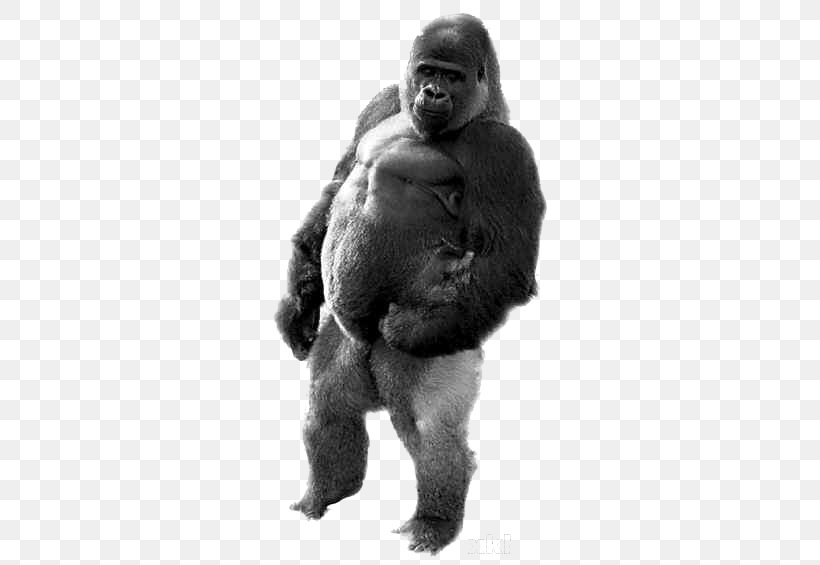 Gorilla Ape Ambam Walking Homo Sapiens, PNG, 500x565px, Watercolor, Cartoon, Flower, Frame, Heart Download Free