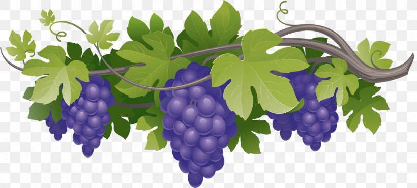 Grape Easter Clip Art, PNG, 1600x723px, Grape, Branch, Drawing, Easter, Flowering Plant Download Free