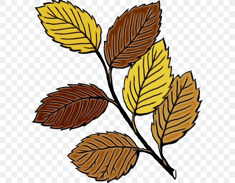 Autumn Leaf Drawing, PNG, 595x640px, Leaf, Autumn Leaf Color, Beech, Deciduous, Drawing Download Free