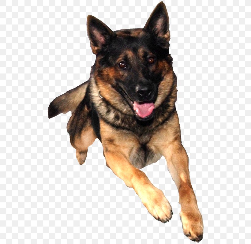 German Shepherd Puppy Dog Training Pet, PNG, 514x797px, German Shepherd, Animal, Carnivoran, Cuteness, Dog Download Free