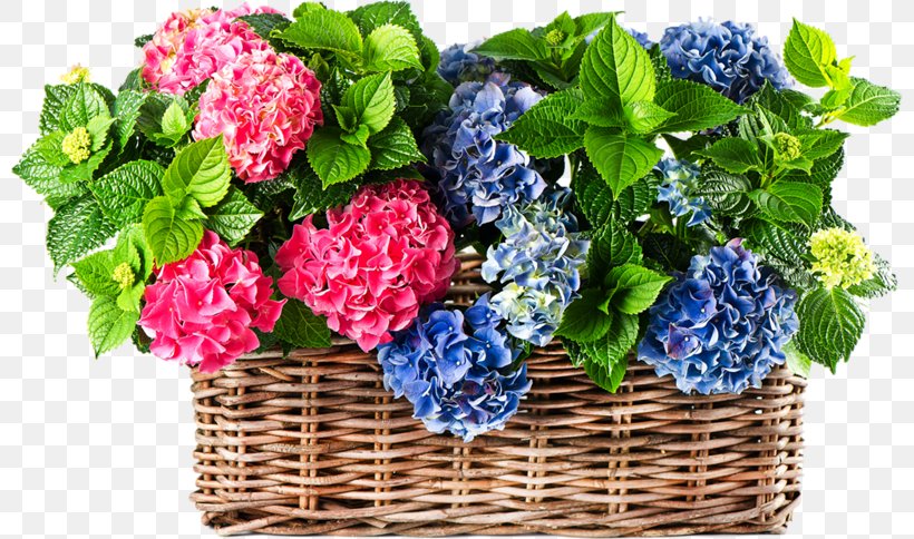 Hydrangea Stock Photography Flower, PNG, 800x484px, Hydrangea, Color, Cornales, Cut Flowers, Flower Download Free