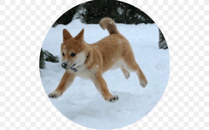 Shiba Inu Bernese Mountain Dog Puppy Doge Siberian Husky, PNG, 512x512px, Shiba Inu, Akita, Akita Inu, Animal, Bernese Mountain Dog Download Free
