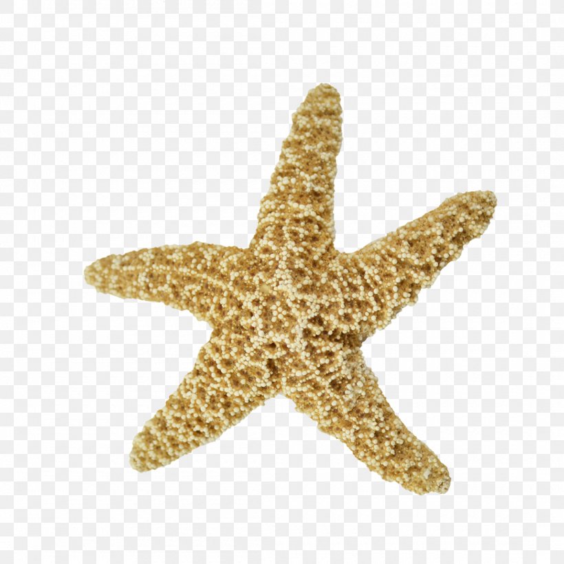 Starfish Sand Dollar Sea Urchin Seashell Echinoderm, PNG, 1100x1100px, Starfish, Alcyonacea, Beige, Clam, Coral Download Free