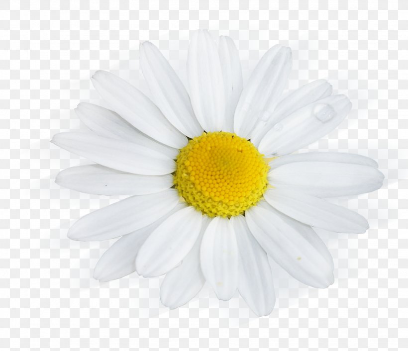 Common Daisy Desktop Wallpaper Royalty-free Clip Art, PNG, 1437x1238px, Common Daisy, Chamaemelum Nobile, Chamomile, Chrysanths, Daisy Download Free