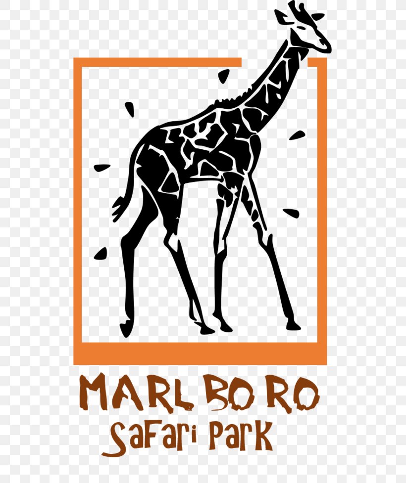 Giraffe Badoca Safari Park Fauna Clip Art, PNG, 817x977px, Giraffe, Area, Fauna, Giraffidae, Giraffids Download Free