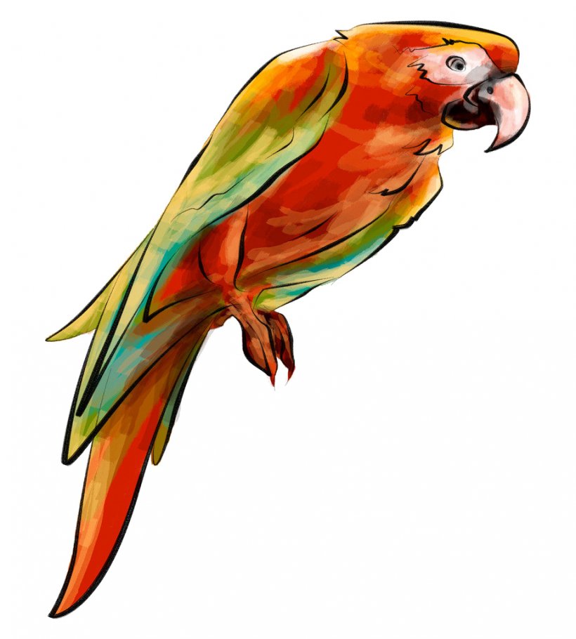 Parrot Budgerigar Lovebird Parakeet, PNG, 922x1024px, Parrot, Animal, Beak, Bird, Budgerigar Download Free