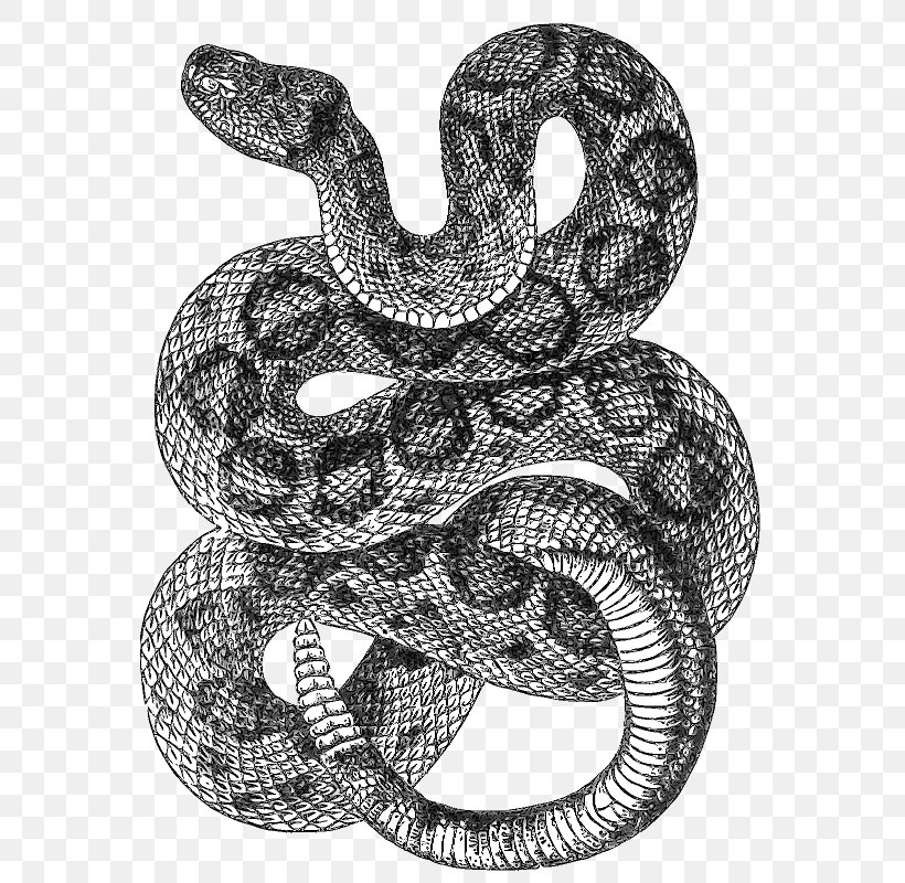 Western Diamondback Rattlesnake Drawing Clip Art, PNG, 586x800px, Snake, Art, Art Museum, Black And White, Boa Constrictor Download Free